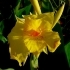 Canna indica 'Felix Rogout' -- Blumenrohr Hybride